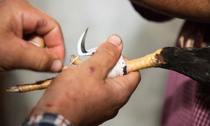 Những Điều Cần Biết Trước Khi Lên Cựa Gà